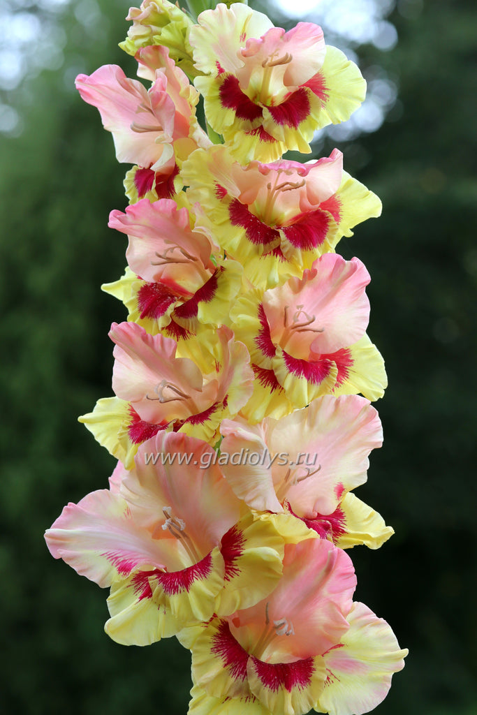 Гладиолус Зиеду балле, селекционер Винкелис