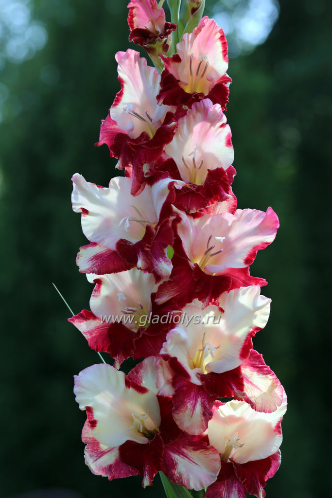 Зиеду салютс