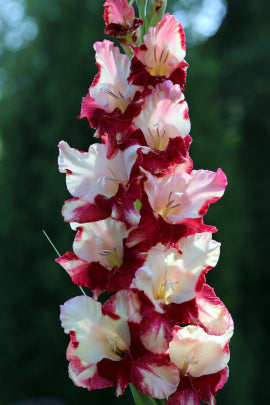 Зиеду салютс