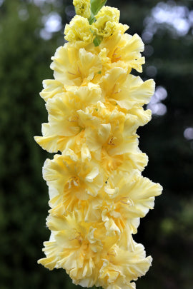 Золотая роскошь