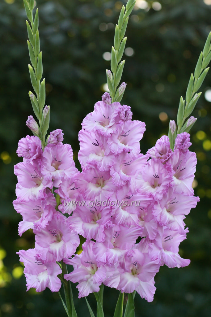 Владивосток гладиолус фото Владивосток гладиолус фото