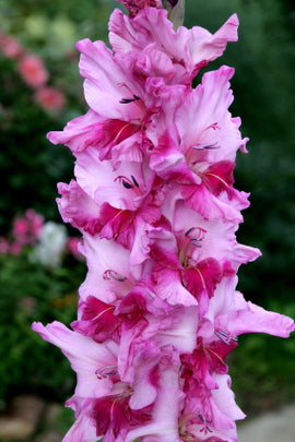 Описание сорта гладиолуса Мюнхгаузен