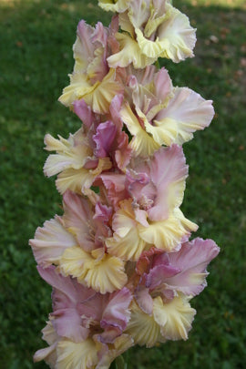 Цветы сорта Гладиолус Сумасшедший день