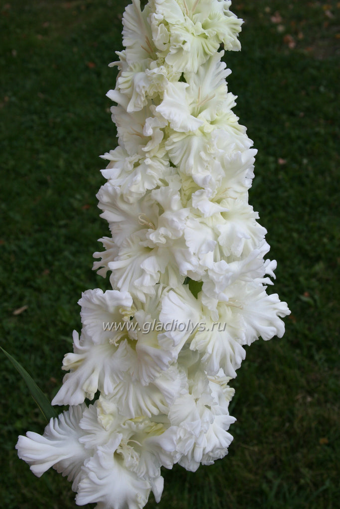 Купить гладиолус дмитрий солунский (dimitri solunski), 8 шт по цене 101 руб. в и