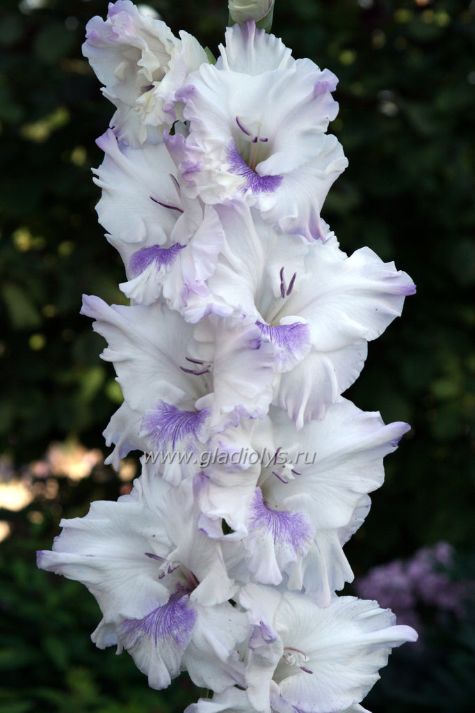 Гладиолус Голубая Бабочка, 318 руб. за уп... ВКонтакте