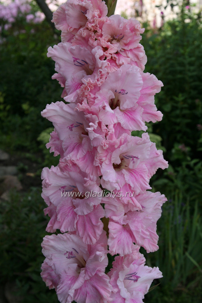 Гладиолус Катерина - подробное описание сорта, основные характеристики, агротехника посадки и выращивания в саду, отзывы садоводов Гладиолус Катерина: описание сорта, характеристики, агротехника посадки и выращивания, отзывы