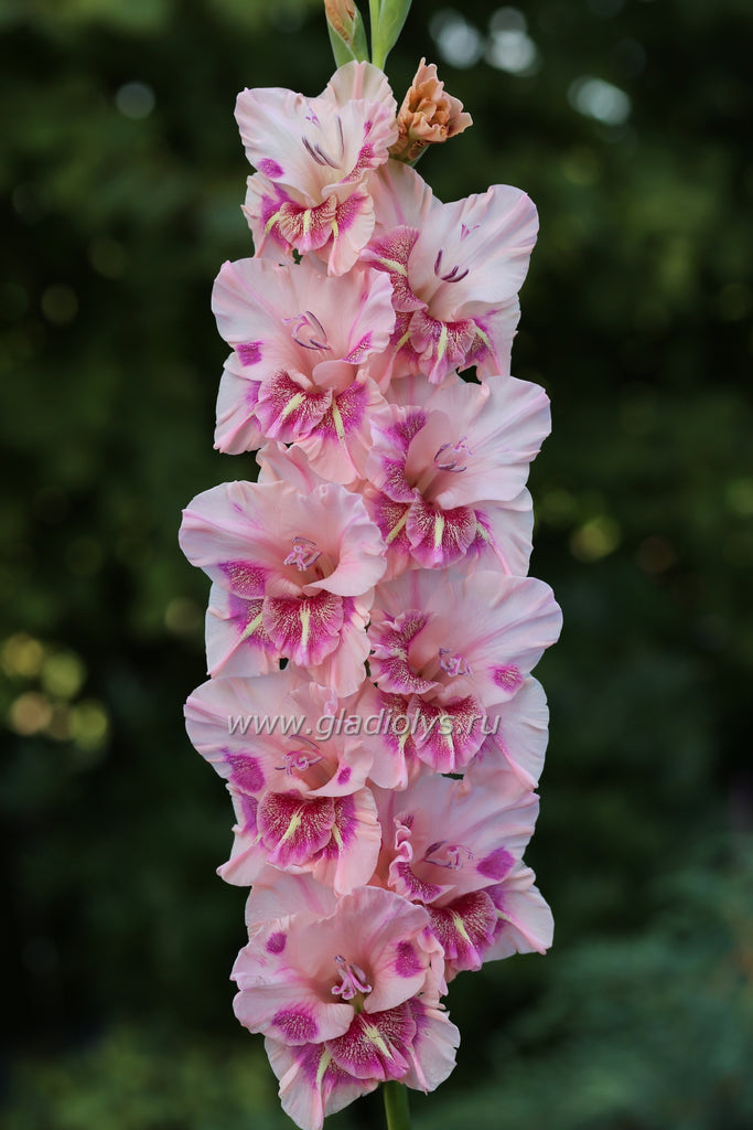 Уход за гладиолусом Катерина во время роста и цветения