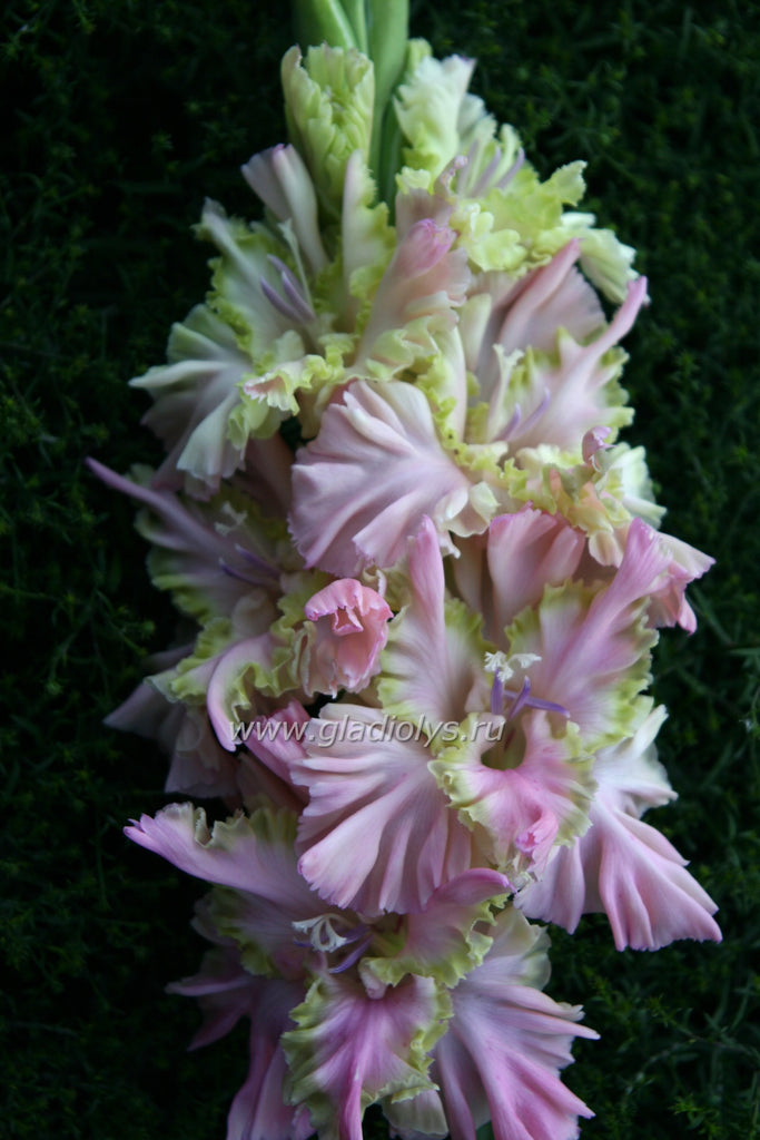 Гладиолус Сумасшедший день - описание сорта, характеристики, агротехника посадки и выращивания, отзывы Гладиолус Сумасшедший день – описание сорта, характеристики, агротехника посадки и выращивания, отзывы