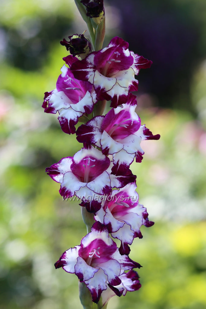 Оригин и внешний вид