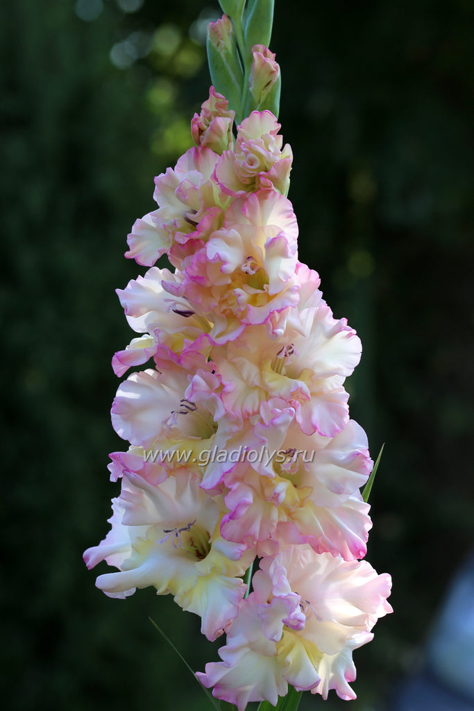 Владивосток гладиолус фото Владивосток гладиолус фото