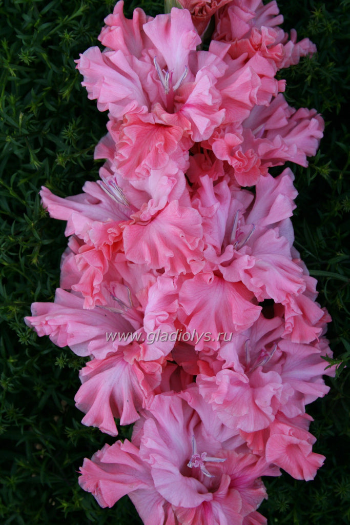 Период цветения и срок созревания луковиц