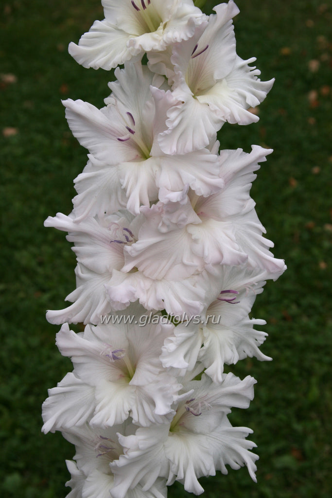 Апостол Петр 85 ЗАКОНЧИЛСЯ